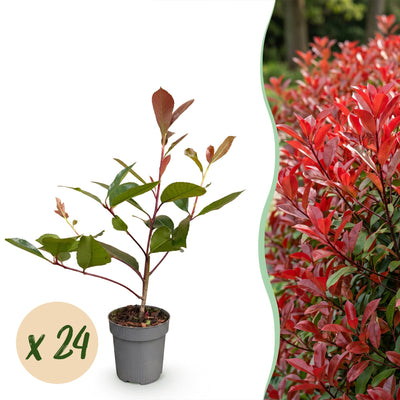 Green boutiQ - 24x Photinia fraseri Red Robin - Glanzmispel - Hedge Plants - Evergreen - Red - 9cm Pot - Height 25-35cm