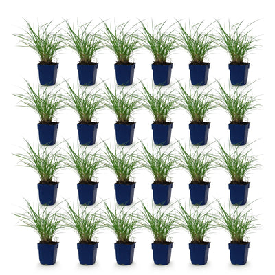 Green boutiQ - Gräser - Miscanthus sin. Red Chief - Pampasgras - Mit Blüte - Grün - 24 Pflanzen - Topf 11cm - Höhe 15-25cm