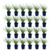 Green boutiQ - Gräser - Miscanthus sin. Red Chief - Pampasgras - Mit Blüte - Grün - 24 Pflanzen - Topf 11cm - Höhe 15-25cm Bild 2