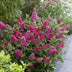 Buddleja davidii 'Little Ruby' - Butterfly Bush, 3 Plants Bild 5