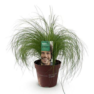 GreenboutiQ Ziergras Stipa tenuifolia Pony Tails, 50cm, Topf 17cm