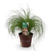 GreenboutiQ Ziergras Stipa tenuifolia Pony Tails, 50cm, Topf 17cm Bild 2