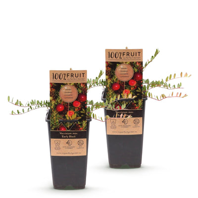 Green boutiQ - Obstpflanze - Vaccinium macrocarpon Early Black - Cranberry - winterhart - Heidelbeere - 2 Pflanzen - Topf 15 cm - Höhe 50 cm