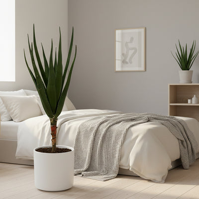 Aloe Barberae Baum (150 cm) - Einzigartige Sukkulente für sonnige Standorte
