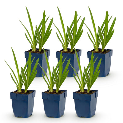 Green boutiQ - Perennial - Agapanthus africanus - African Lily - Bee and Butterfly Attractors - Blue - 6 Plants - Pot 11cm - Height 15-25cm