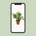 Monstera Minima Zimmerpflanze, Ø12cm, ca. 25cm hoch, pflegeleicht Bild 5