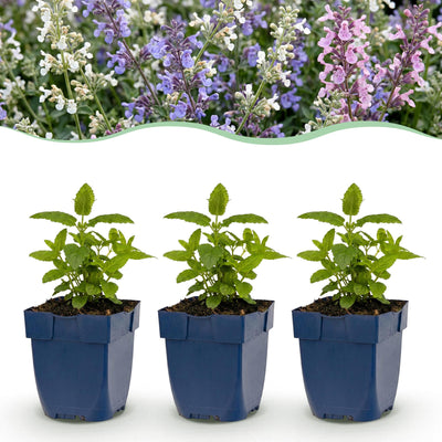 Green boutiQ - Perennial - Nepeta Tricolour - Catnip - Bee and Butterfly Attractor - Purple - Pink - White - 6 Plants - 11cm Pot - 15-25cm Height