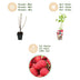 GreenboutiQ - Fruit Plants - Raspberry - Rubus idaeus Heritage - Winter Hardy - 6 Plants - 9 cm Pot - Red Raspberry Bild 4