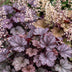 Green boutiQ - Perennials - Heuchera micr. Palace Purple - Coral Bells - Shade - Purple - 1 Plant - 11cm Pot - Height 15-25cm Bild 5