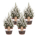 4x Picea glauca Conica - Zuckerhutfichte - Grün - Weiß - Weihnachtsbaum - inkl. Korb - Ø17cm - ↕65cm Bild 2