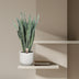 Sansevieria Zeylanica - 110 cm - Ø35 | Pflegeleichte Zimmerpflanze Bild 3