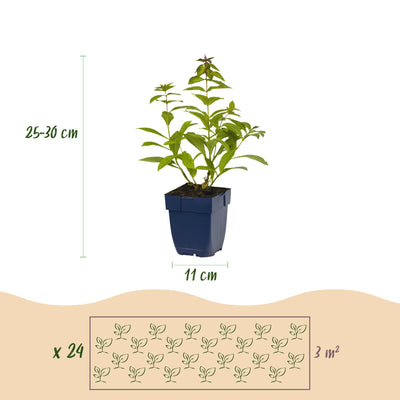 GreenboutiQ Duftendes Staudenpaket: 24 Pflanzen für 3 m², wenig Pflege