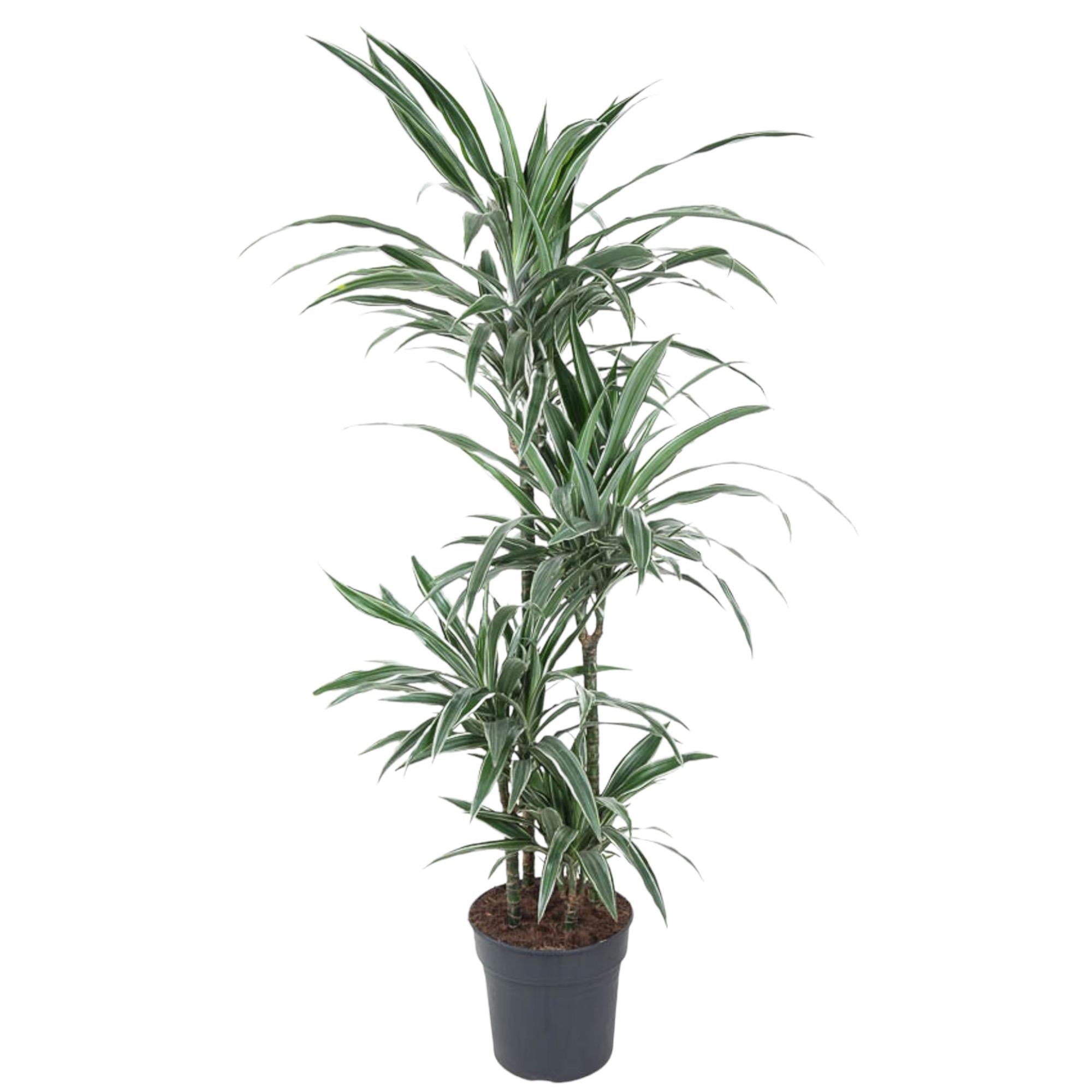 Dracaena surculosa