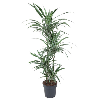Dracaena Warneckei - Zimmerpflanze 145 cm - Ø 30 cm
