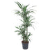 Dracaena Warneckei - Zimmerpflanze 145 cm - Ø 30 cm Bild 1