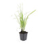 6x Federgras 'Karl Foerster' - 10-25cm - Ø9cm Bild 2