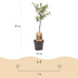 Victoria Plum Tree - Red Plum, 21cm pot, 90cm high Bild 3