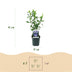 Hibiscus syriacus 'Oiseau Bleu' – 3 Plants – 17cm Pot – Blue Bild 3