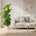 XL Monstera Pertusum with elho pot, 150 cm Bild 2