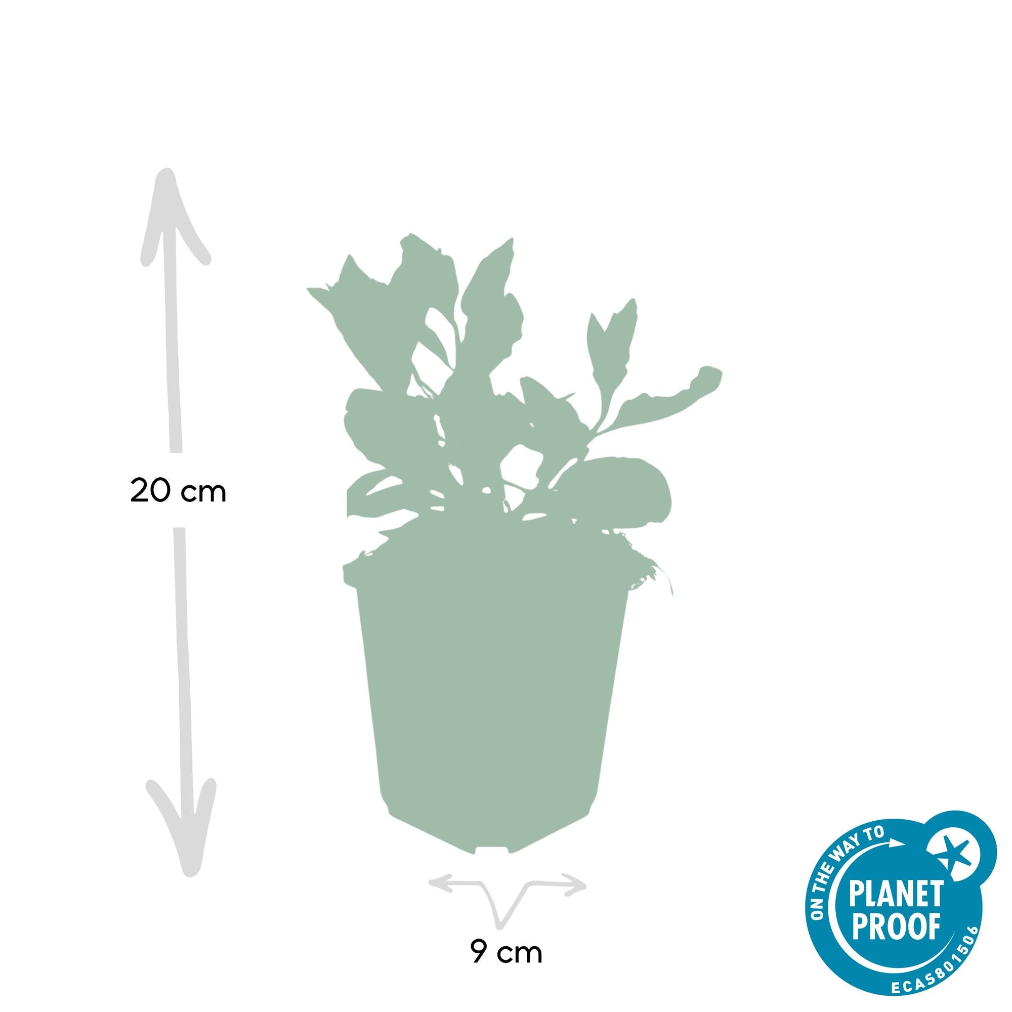 Aster ageratoides 'Asran' - 12x, 10-25cm, Ø9cm