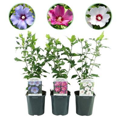 Hibiskus Sträucher Tricolour - 3 Pflanzen im 17cm Topf