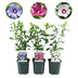 Hibiskus Sträucher Tricolour - 3 Pflanzen im 17cm Topf Bild 1