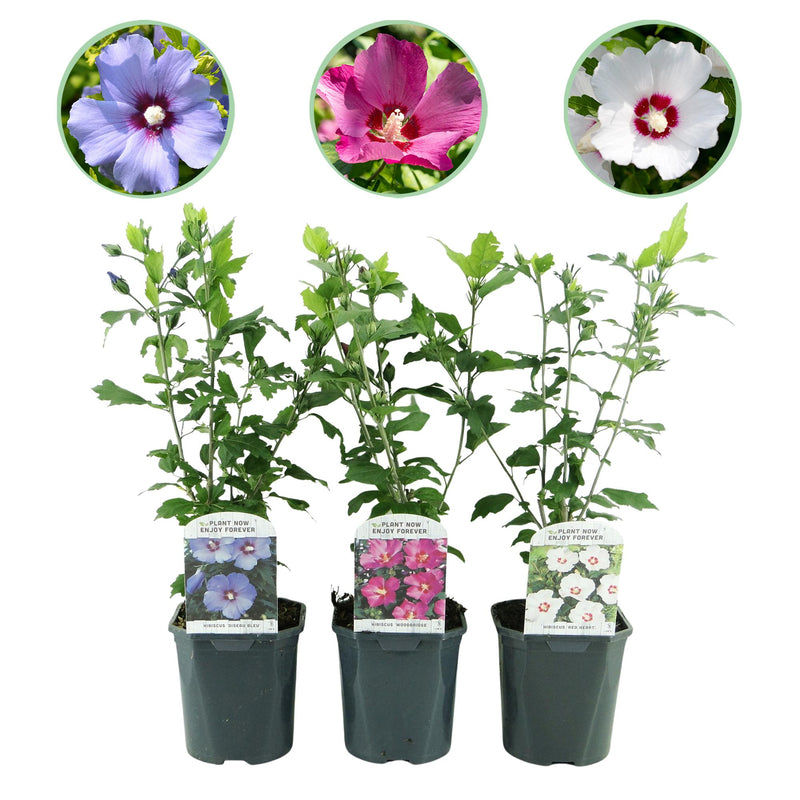 Hibiskus Sträucher Tricolour - 3 Pflanzen im 17cm Topf