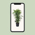 Dracaena Fragrans Lemon Lime Vertakt - 120cm Bild 5