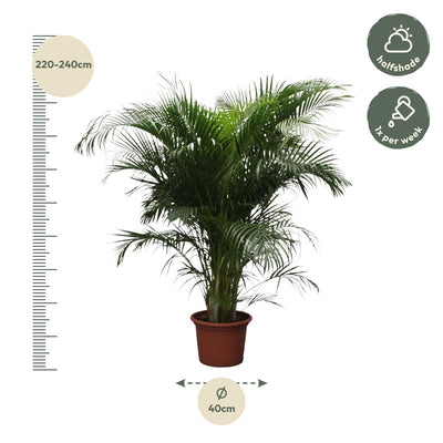 Dypsis Lutescens (Areca Palme) 230 cm – Tropisches Flair für Ihr Zuhause