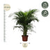 Dypsis Lutescens (Areca Palme) 230 cm – Tropisches Flair für Ihr Zuhause Bild 2