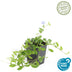 60x Vinca minor 'La Grave' groundcover, 10-25cm height Bild 3