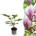 Magnolie George Henry Kern: Rosa Blüte, pflegeleicht, 30cm, Topf 12cm Bild 1