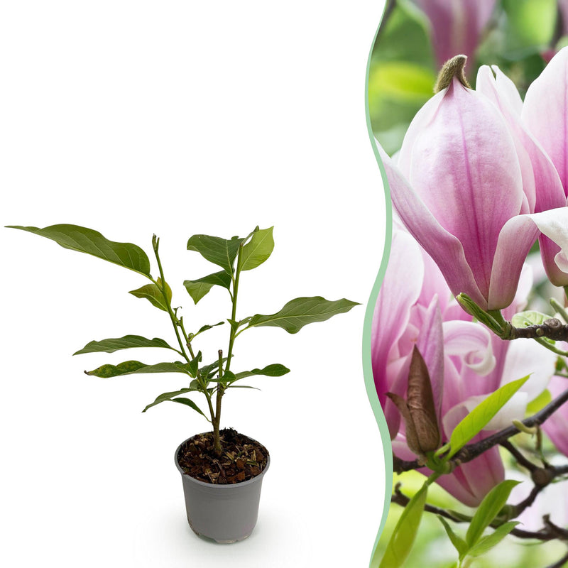 Magnolie George Henry Kern: Rosa Blüte, pflegeleicht, 30cm, Topf 12cm