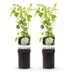 GreenboutiQ Kletterrose 'White Climber' - 2 Pflanzen, Weiß, Pflegeleicht Bild 2