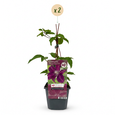 2x Clematis Rouge Cardinal - Tiefrot blühende Kletterpflanze im 9cm Topf