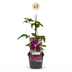 2x Clematis Rouge Cardinal - Waldrebe Rouge Cardinal - Rot - Kletterpflanze - Ø9cm - ↕35cm Bild 2