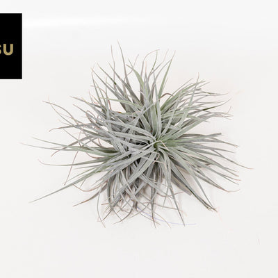 Tillandsia Super Silver XL (Ø 20cm) - Luftpflanze für moderne Räume