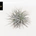 Tillandsia Super Silver XL (Ø 20cm) - Air Plant for Modern Spaces Bild 2