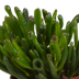 Crassula-Mischung: 3 Sukkulenten im weißen Topf (10,5 cm) Bild 3