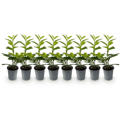 GreenboutiQ Prunus laurocerasus Novita Heckenpflanze, 8 Stück, grün