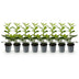 GreenboutiQ Prunus laurocerasus Novita Heckenpflanze, 8 Stück, grün Bild 2