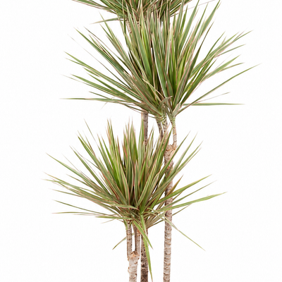 Dracaena biocolor - 160 cm