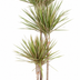 Dracaena biocolor - Stabiler Grünling, 160 cm Bild 1