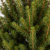 2x Picea glauca Conica - Zuckerhutfichte - Grün - Weihnachtsbaum - inkl. Zinktopf - Ø17cm - ↕65cm Bild 4