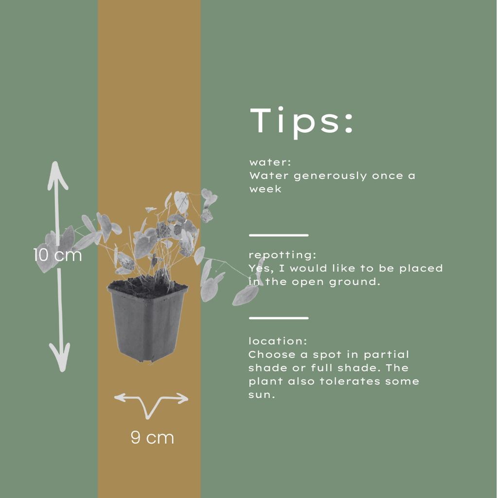 12x Epimedium y. 'Niveum' - Helle Elfenblume für schattige Gärten