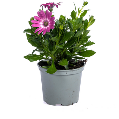 8x Osteospermum ecklonis Pink Ø12 cm - Ihr bunter Blickfang