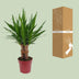Yucca "Tres Cañas" 30 Stam P19 - Ø19cm - ↕70cm Bild 3