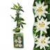 2x Passionsblume 'Constance Elliott' - Weiße Kletterpflanze - Ø9cm Bild 1