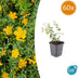 60x Hypericum dummeri 'Peter Dummer' - ↕10-25cm - Ø9cm Bild 1