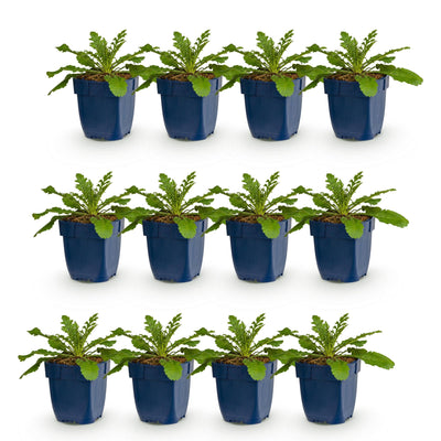 Green boutiQ - Perennial - Scabiosa col. Pink Mist - Scabious - Bee and Butterfly Attractors - Pink - 12 Plants - Pot 11cm - Height 15-25cm